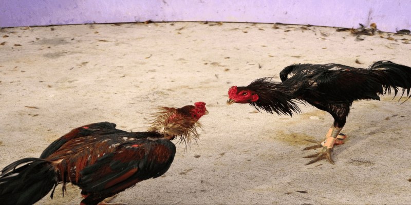 Tìm hiểu về chuyên mục đá gà 123win
