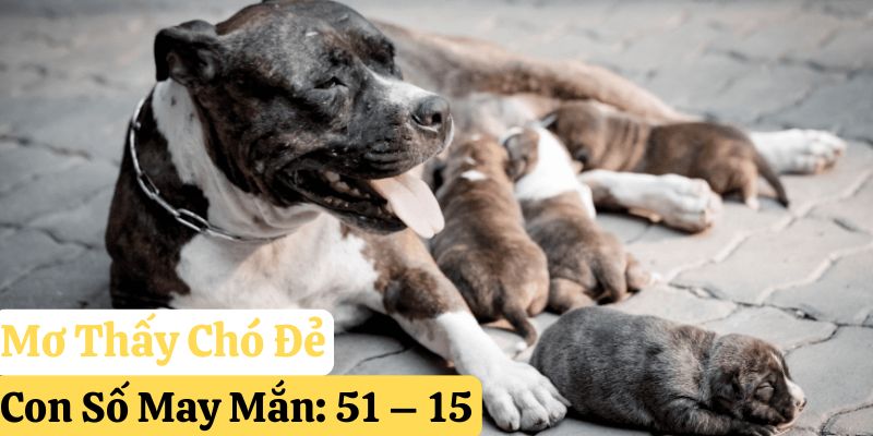 123win mơ thấy con chó