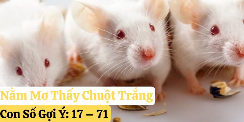 123win mơ thấy con chuột