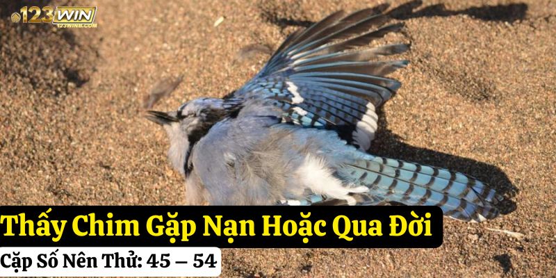 123win nằm mơ thấy chim đánh con gì