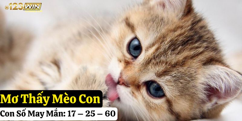 123win nằm mơ thấy mèo