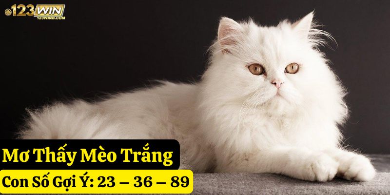 mơ con mèo 123win