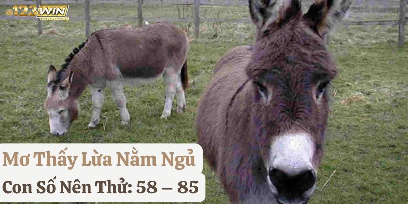 mơ thấy lừa 123win