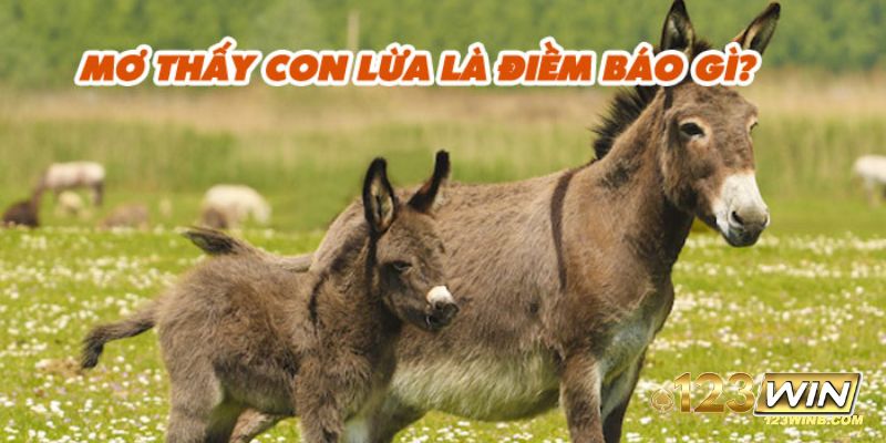 nằm mơ thấy lừa 123win