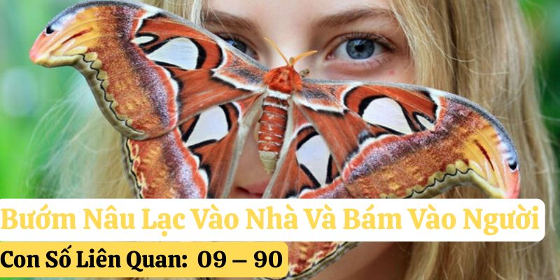bướm nâu vào nhà