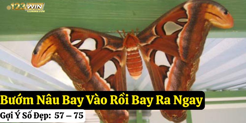 bướm nâu bay vào nhà đánh số gì