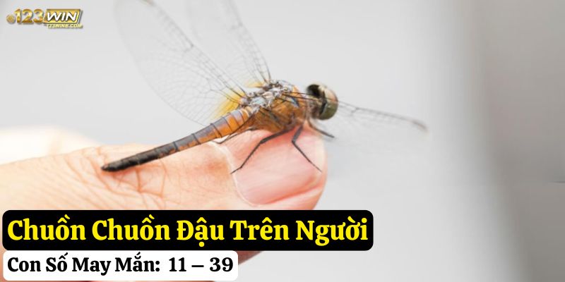 chuồn chuồn bay vào nhà 123win