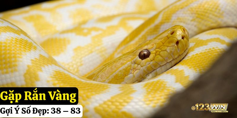 gặp rắn đánh con gì