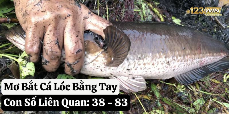 mơ thấy bắt cá bằng tay không