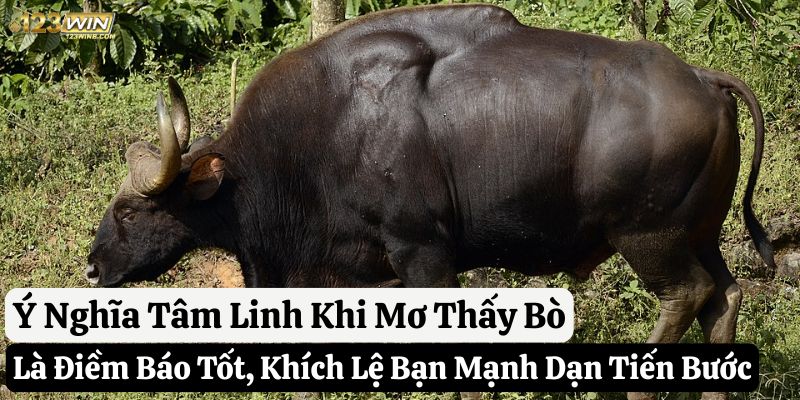 mơ thấy bò 123win