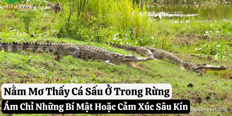 nằm mơ thấy cá sấu 123win