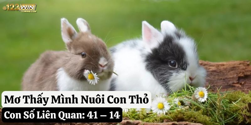 mơ thấy con thỏ 123win