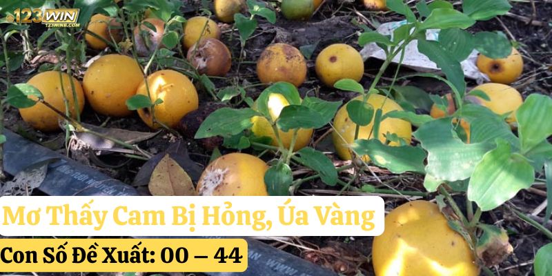 mơ thấy quả cam 123win