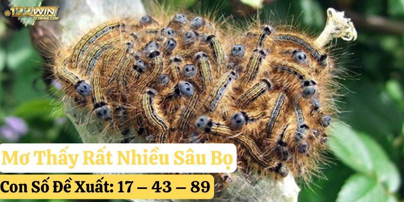 mơ thấy sâu bọ 123win