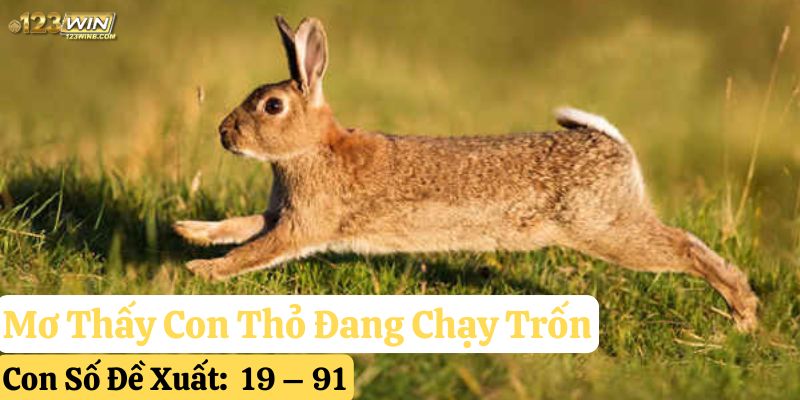 mơ thấy con thỏ