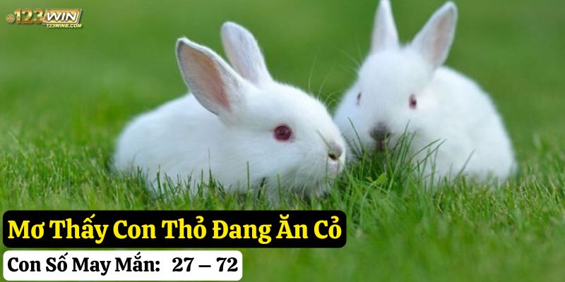 nằm mơ thấy con thỏ