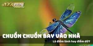 chuồn chuồn bay vào nhà 123win thumb