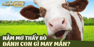 mơ thấy bò 123win thumb