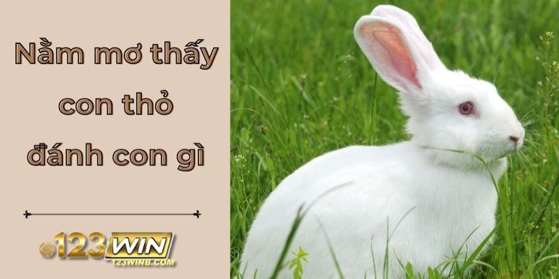 mơ thấy con thỏ 123win thumb