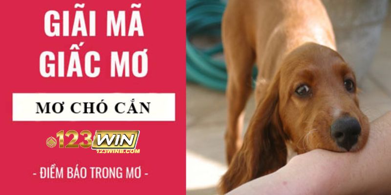 nằm mơ chó cắn 123win