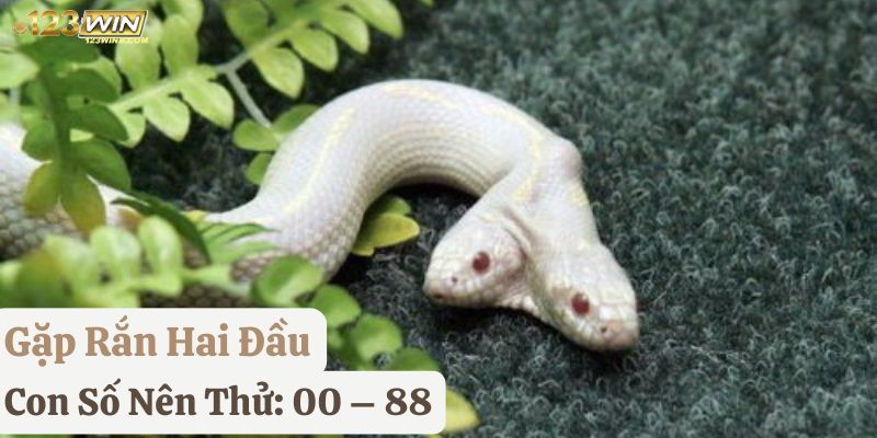 nhìn thấy rắn 123win