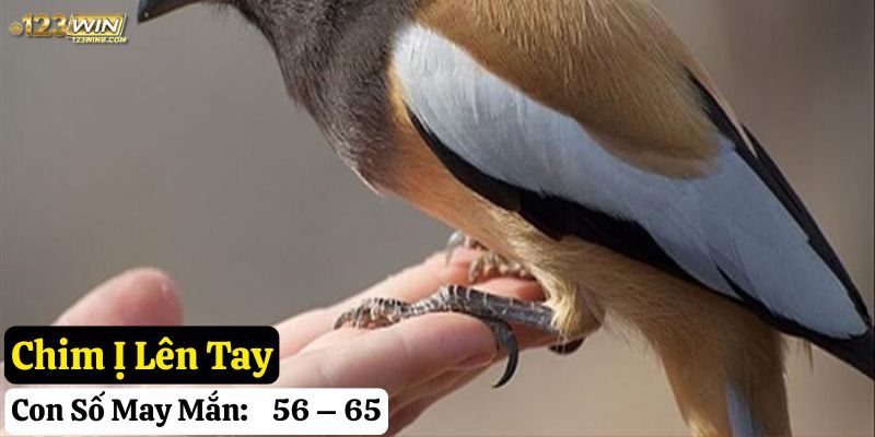 chim ị lên người 123win