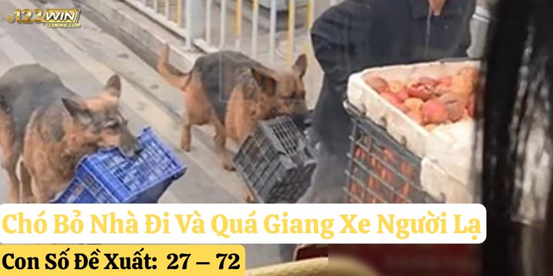 chó bỏ nhà đi 23win
