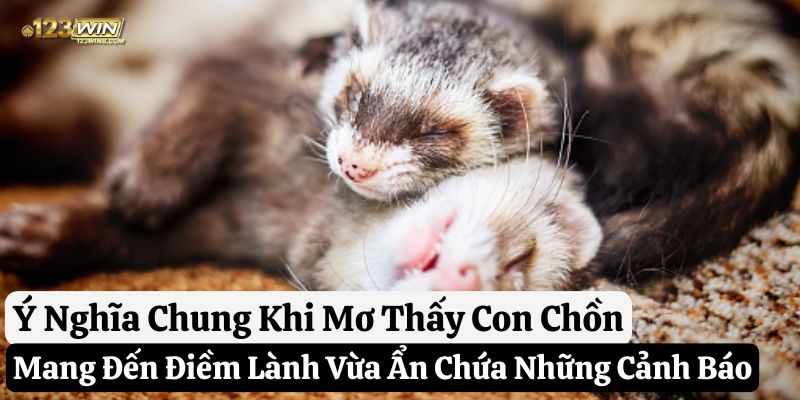 mơ thấy con chồn 123win