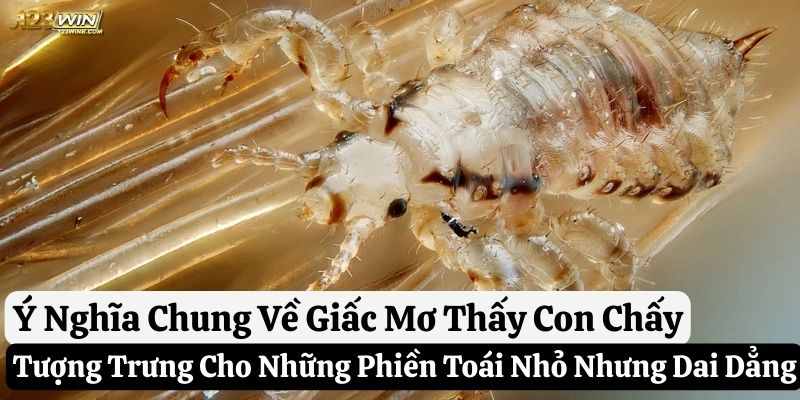 mơ thấy con chấy 123win