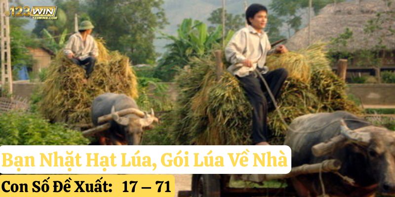 nằm mơ lúa