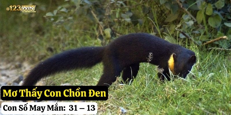 nằm mơ thấy con chồn