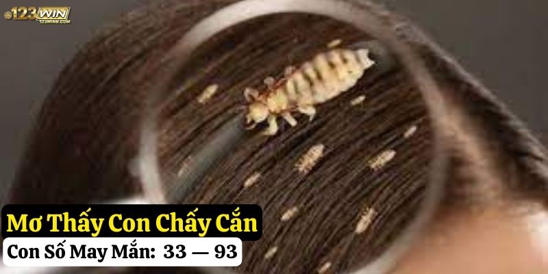 mơ thấy con chấy