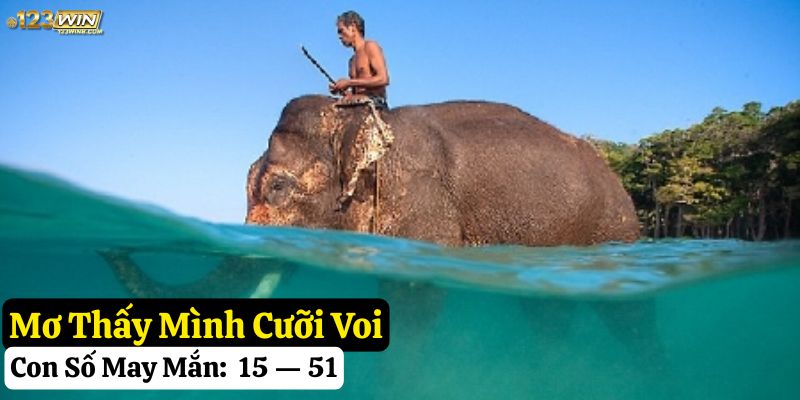 mơ thấy voi 123win