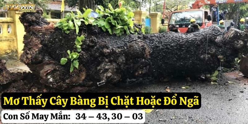 mơ thấy cây bàng