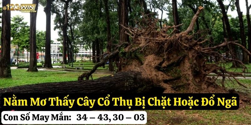 mơ thấy cây cổ thụ