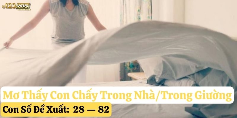 nằm mơ thấy con chấy