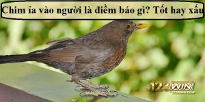 chim ị lên người 123win thumb