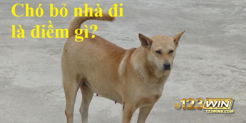chó bỏ nhà đi 23win thumb