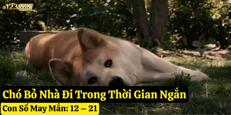 thấy chó bỏ nhà