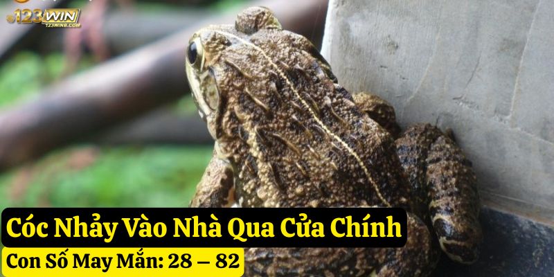 thấy cóc vào nhà