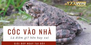 cóc vào nhà 123win thumb
