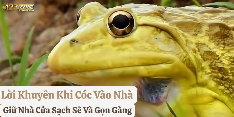 thấy cóc nhảy vào nhà