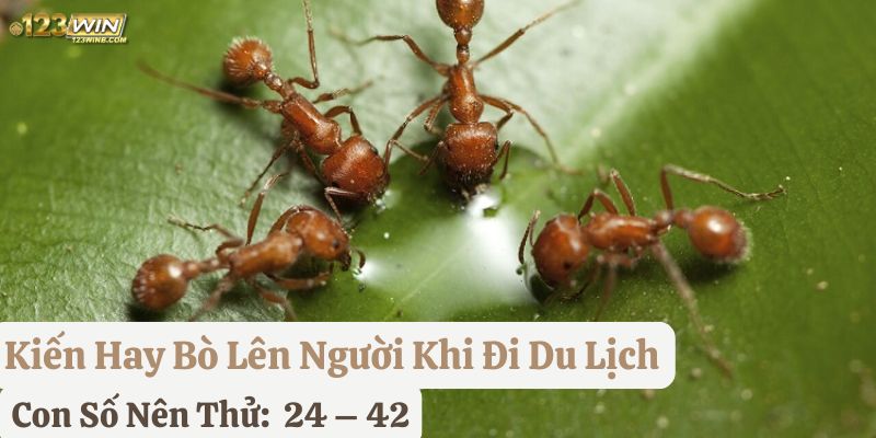 bị kiến hay bò lên người