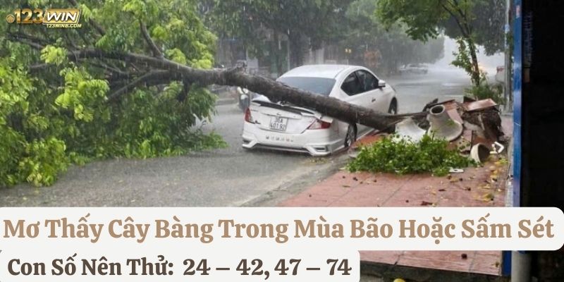 nằm mơ thấy cây bàng