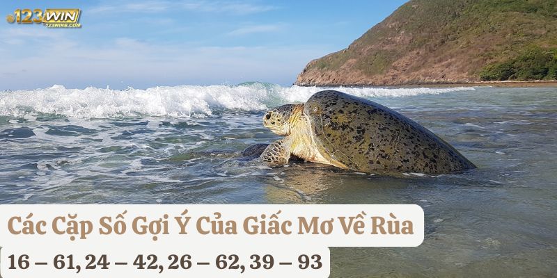 nằm mơ thấy rùa