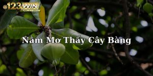 mơ thấy cây bàng 123win thumb