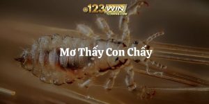mơ thấy con chấy 123win thumb