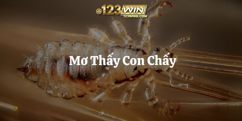 mơ thấy con chấy 123win thumb