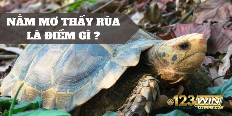 mơ thấy rùa 123win thumb