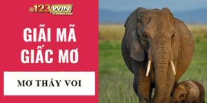 mơ thấy voi 123win thumb